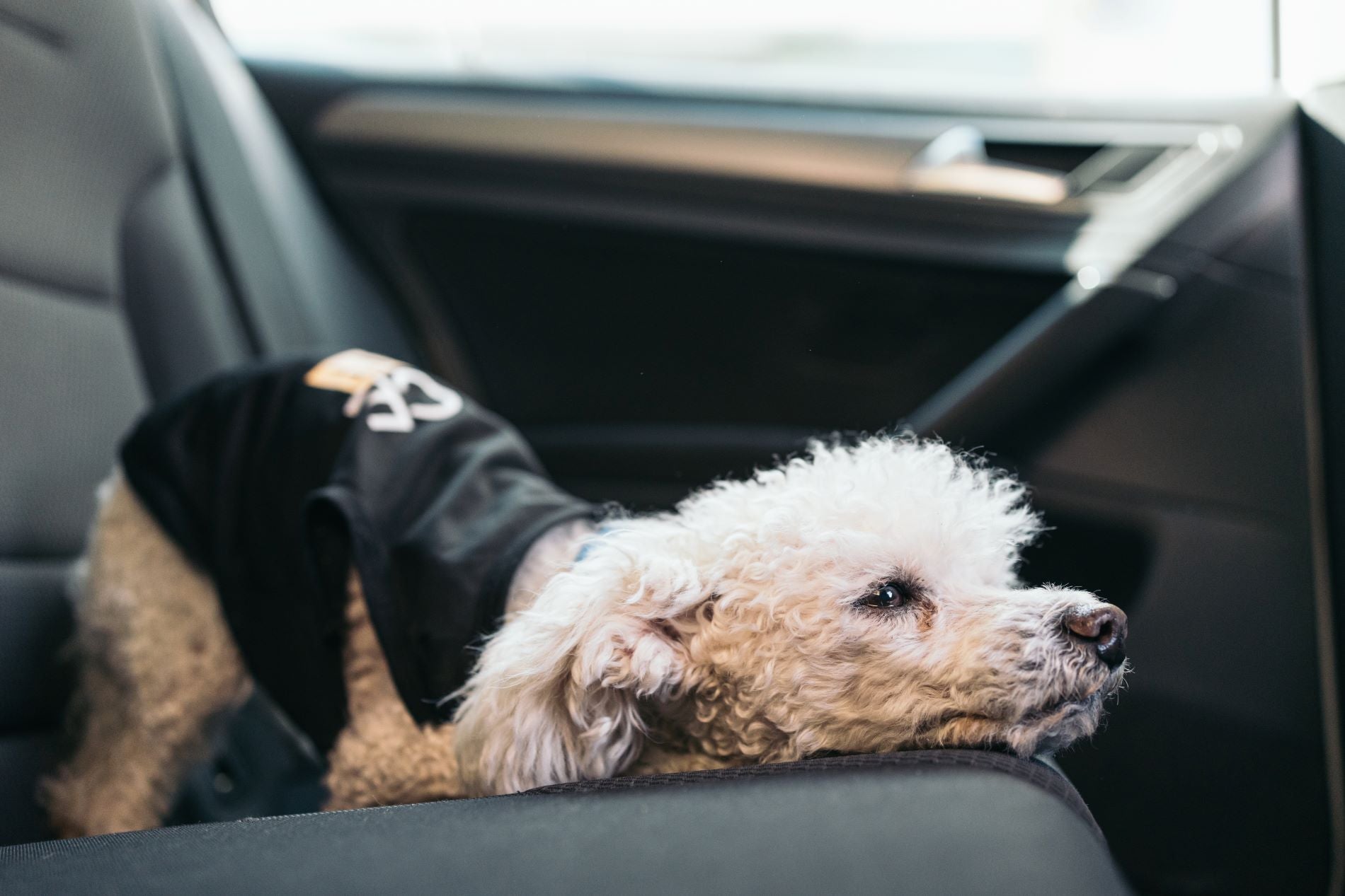 Dogs in car, shedding pet hair, all the pet hair, remove dog hair, remove pet hair, removing pet hair, embedded pet hair, removing dog hair, loose dog hair.
